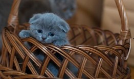 猫咪侧耳吃瓜,萌态十足！