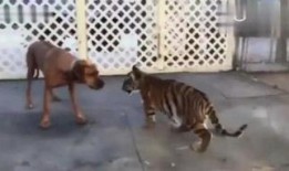 小野猫吃瓜,揭秘娱乐圈背后的秘密