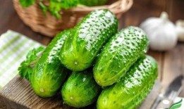 金丝胶瓜咋样吃,探索美味新境界