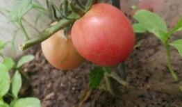 小林吃瓜番茄,一场味蕾与视觉的盛宴