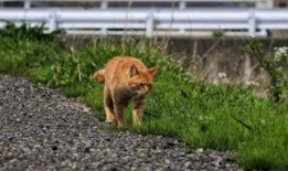 小野猫吃瓜,揭秘娱乐圈背后的秘密