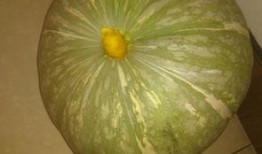 可以吃的瓜都有啥品种,盘点可食用瓜类的丰富品种