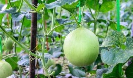 吃瓜呛嗓子,揭秘夏日消暑美食的“甜蜜陷阱”