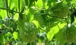 吊瓜娄怎么吃,解锁美味新体验