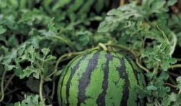 瓜怎么挖着吃,探索如何轻松挖着吃的新方法