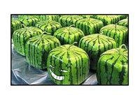 吃瓜群众吃多久,揭秘吃瓜群众的热衷与变迁