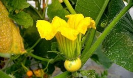 吃南瓜小瓜花,甜蜜滋味，健康生活新选择