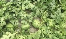 湖师吃瓜,揭秘那些“吃瓜”背后的故事