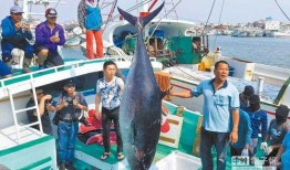 台湾渔民吃瓜视频,吃瓜视频背后的故事与启示