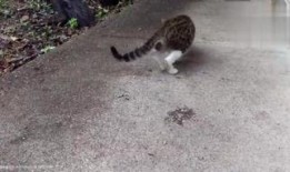 小野猫吃瓜,揭秘娱乐圈背后的秘密