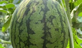 瓜的藤怎么吃,探索瓜藤的独特食用之道