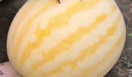 美式出轨吃瓜,揭秘明星私生活背后的真相