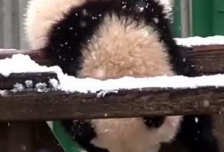 吃瓜小熊分手视频,甜蜜恋情告终，网友热议分手原因