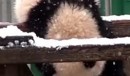 吃瓜小熊分手视频,甜蜜恋情告终，网友热议分手原因