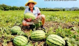 吃瓜了河北,揭秘当地特色美食与风土人情