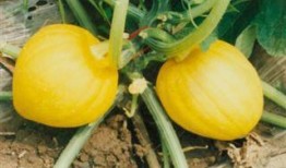 奶栗视频吃瓜,揭秘网红吃瓜背后的故事