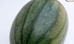 有挺多瓜吃,一场关于美食与生活的趣味之旅