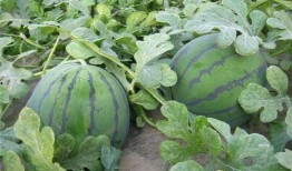 时妧吃瓜系统,娱乐圈幕后风云大揭秘