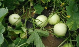 会吃桃的瓜,探寻会吃桃的瓜的奇妙之旅