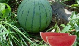 吃瓜一百张图,吃瓜界的风云变幻