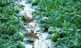 落羽吃瓜,揭秘娱乐圈幕后故事