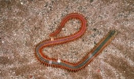 吃瓜的沙蚕,揭秘吃瓜沙蚕的神秘生活