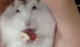 鼠吃瓜图片,萌鼠大快朵颐瓜果时光