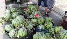 青州西城吃瓜事件视频,一场引发热议的网络视频风波