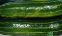 脆肉瓜怎么吃,解锁美味新体验