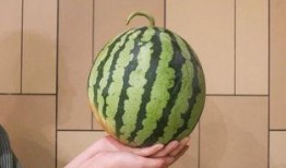 有挺多瓜吃,一场关于美食与生活的趣味之旅