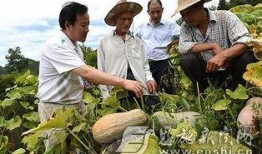 项城吃瓜事件进展,追踪进展，揭秘背后真相