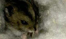 吃瓜仔996,揭秘网络热词背后的生活真相