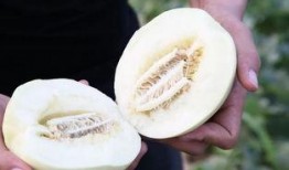 吃洋瓜和蜜瓜哪个好吃