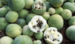 世界吃瓜杯,一场全球美食盛宴的狂欢之旅