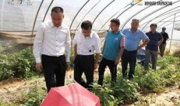 蓝田吃瓜事件,一场网络狂欢背后的真相与反思