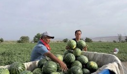 泰州海陵吃瓜,夏日炎炎，吃瓜群众欢乐多