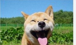 开开心心吃瓜秋