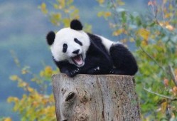 吃瓜熊猫造谣事件视频,真相与谣言的较量