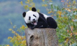 吃瓜熊猫造谣事件视频,真相与谣言的较量