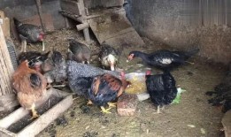 鸡鸭吃的瓜,瓜果飘香下的快乐食光