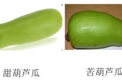 石瓜葫芦可以吃吗,揭秘其可食用之谜