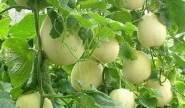 明明是吃瓜的人却不吃瓜