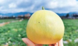 太平吃瓜,揭秘网络时代的娱乐狂欢