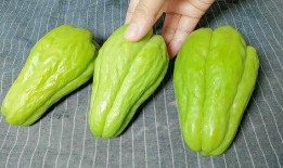 佛手瓜怀孕可以吃吗