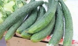 昏昏吃瓜味儿,揭秘网络流行语的魅力与影响