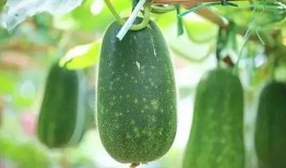 吃瓜什么瓜不能吃,哪些“吃瓜”不能吃，食品安全知识大普及