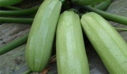 坐月子吃瓠子瓜好吗,坐月子期间食用瓠子瓜的适宜性与注意事项