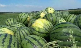 日照山外吃瓜,一场别开生面的吃瓜盛宴