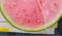 全球吃瓜全部,一场全民参与的美食狂欢