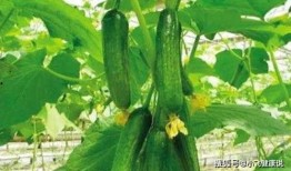 时妧吃瓜系统,娱乐圈幕后风云大揭秘